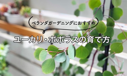 肝硬化能吃香菜吗-肝硬化病人能多吃香瓜网 | 肝硬化病人能多吃香瓜子吗,肝硬化病人能多吃香瓜吗